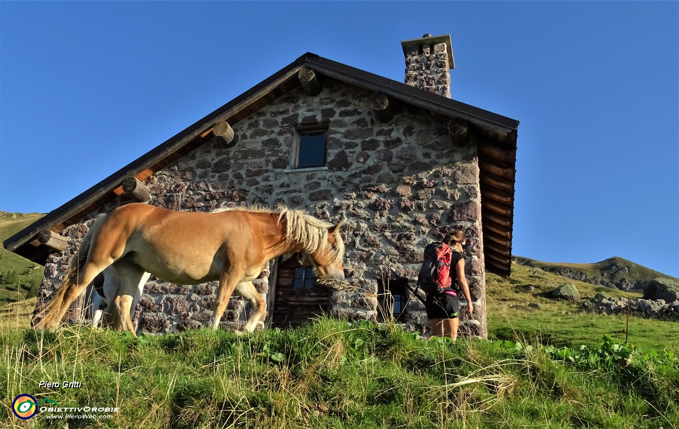 13 Un cavallo sente profumo di buono nello zaino di Debora.JPG